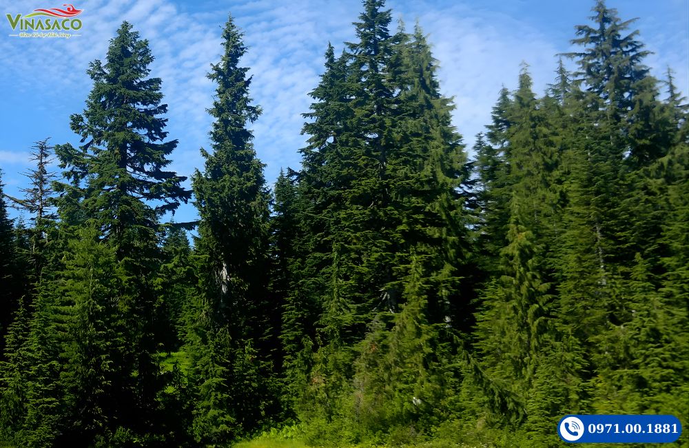 Gỗ hemlock nhập khẩu