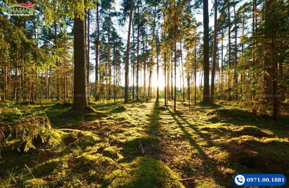 Gỗ hinoki nhật bản