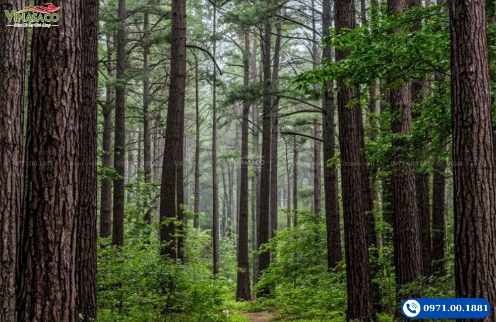 Cây gỗ tuyết tùng